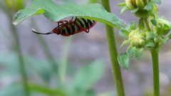 Pyrrhopeplus carduelis
