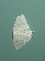 Urapteroides astheniata