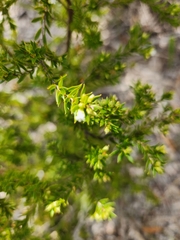 Styphelia leptospermoides