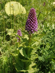 Galearis camtschatica