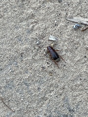 Shelfordella lateralis