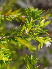 Styphelia leptospermoides