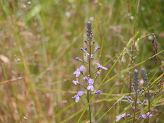 Stylidium violaceum