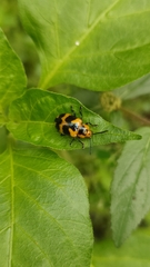 Phyllocharis undulata