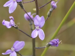 Stylidium violaceum