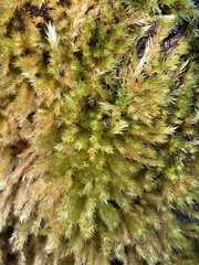 Homalothecium fulgescens