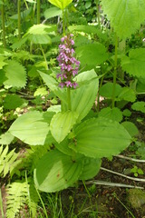 Galearis camtschatica