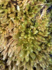 Homalothecium fulgescens