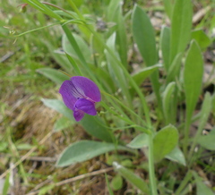 Lathyrus angulatus