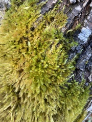 Homalothecium fulgescens