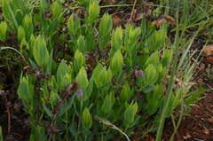 Trichodesma physaloides