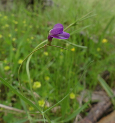 Lathyrus angulatus
