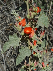 Sphaeralcea emoryi emoryi