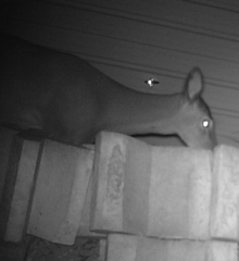 Odocoileus virginianus