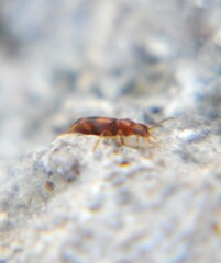 Vacusus