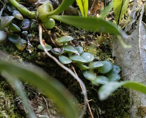 Medinilla sedifolia, photograph 1