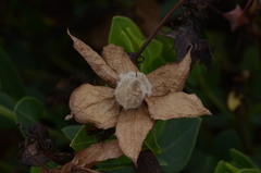 Trichodesma physaloides