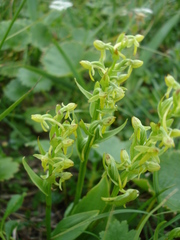 Platanthera tipuloides