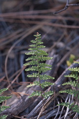Myriopteris fendleri