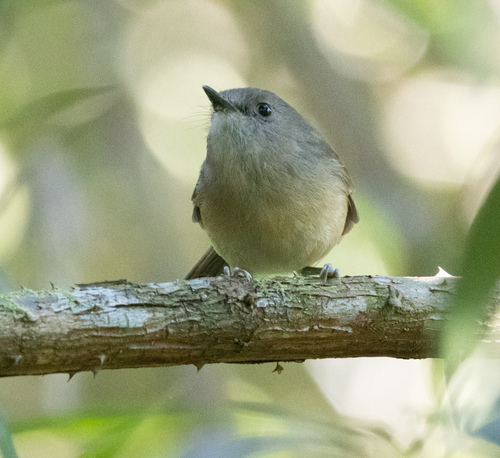 Dark Newtonia (Newtonia amphichroa), photo 9