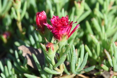 Lampranthus