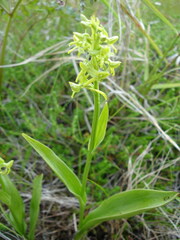 Platanthera tipuloides