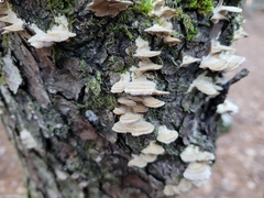 Trametes ochracea
