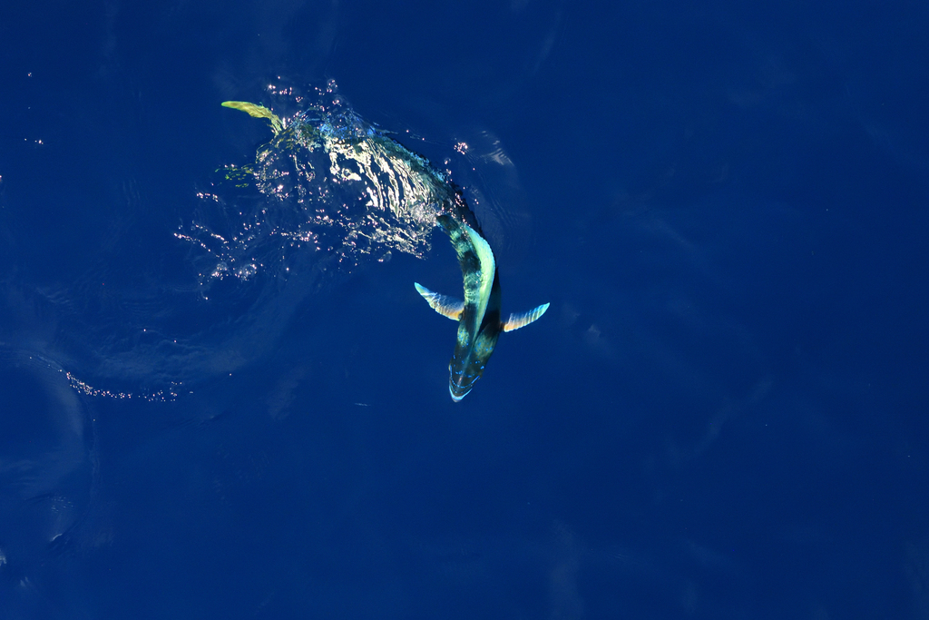 Common dolphinfish
