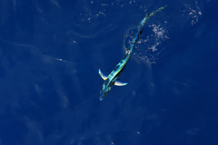Coryphaena hippurus