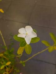 Catharanthus roseus