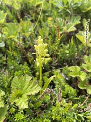 Platanthera tipuloides