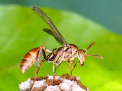 Mischocyttarus angulatus
