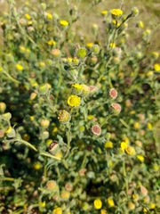 Pulicaria vulgaris