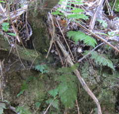 Leptopteris hymenophylloides