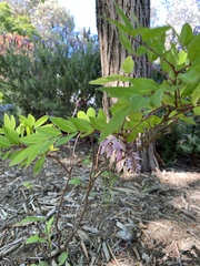 Indigofera tinctoria