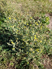 Pulicaria vulgaris