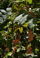 Cupaniopsis flagelliformis