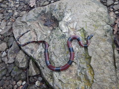 Pliocercus elapoides