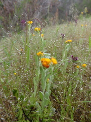 Chrysocephalum vitellinum