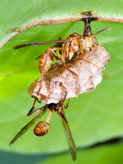 Mischocyttarus angulatus