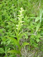 Platanthera convallariifolia