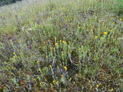 Chrysocephalum vitellinum