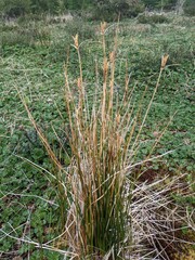 Marsippospermum grandiflorum
