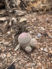 Echinocereus pectinatus pectinatus