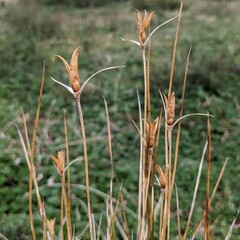 Marsippospermum grandiflorum