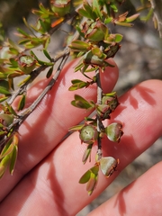 Leptospermum semibaccatum