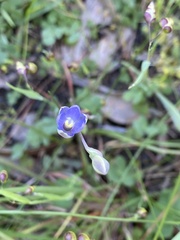 Thelymitra pauciflora