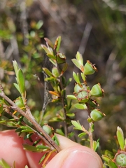 Leptospermum semibaccatum