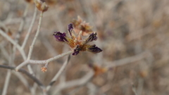 Psorothamnus emoryi emoryi