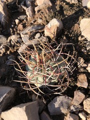 Thelocactus hexaedrophorus